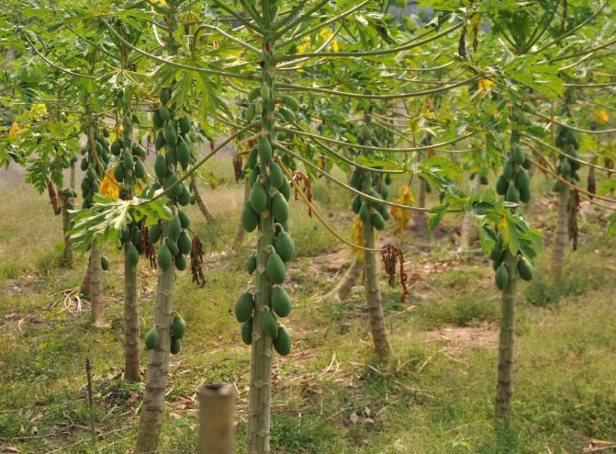 木瓜怎样判断新不新鲜,怎么判断木瓜的好坏