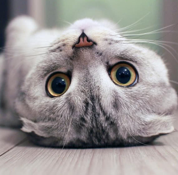 猫咪的猫癣和皮肤病的区别,猫咪除了猫癣还有什么皮肤病