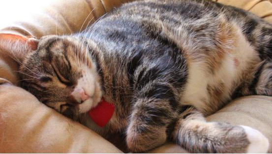 猫咪晚上不睡觉怎么办？「科瑞卡科普」