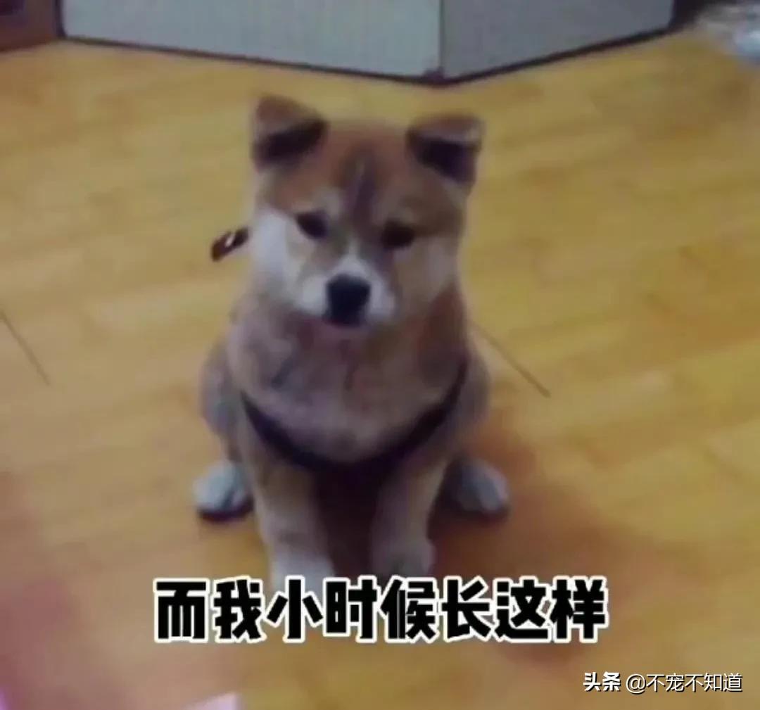 中华田园犬小时候的可爱图片,中华田园犬颜值天花板小奶狗