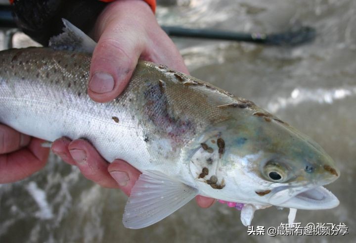 挪威三文鱼养殖环境恶劣纪录片,挪威三文鱼养殖环境恶劣新闻