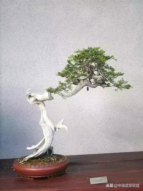 舍利干的历史,舍利干盆景图