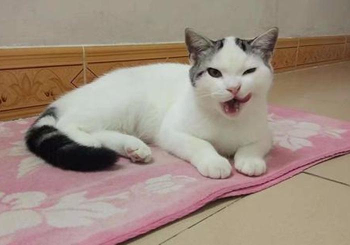 养猫第一天自己怎么适应,养猫新手如何选猫粮