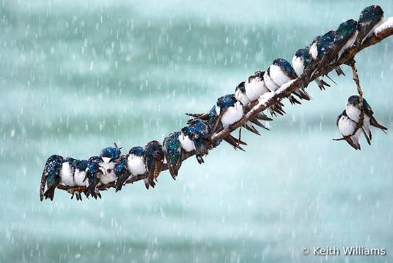 看鸟类视频,各种鸟类过冬姿态