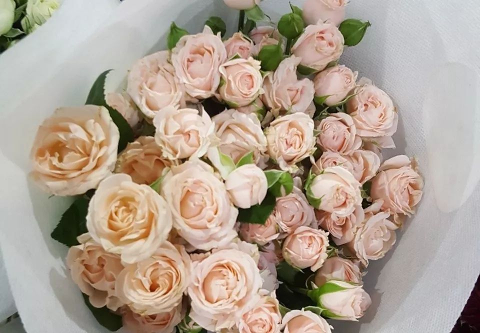 推荐几款玫瑰,哪几种玫瑰值得入手