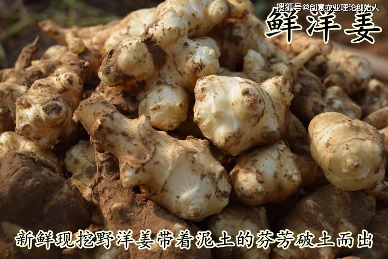 盆栽洋姜的方法,家庭种洋姜的正确方法