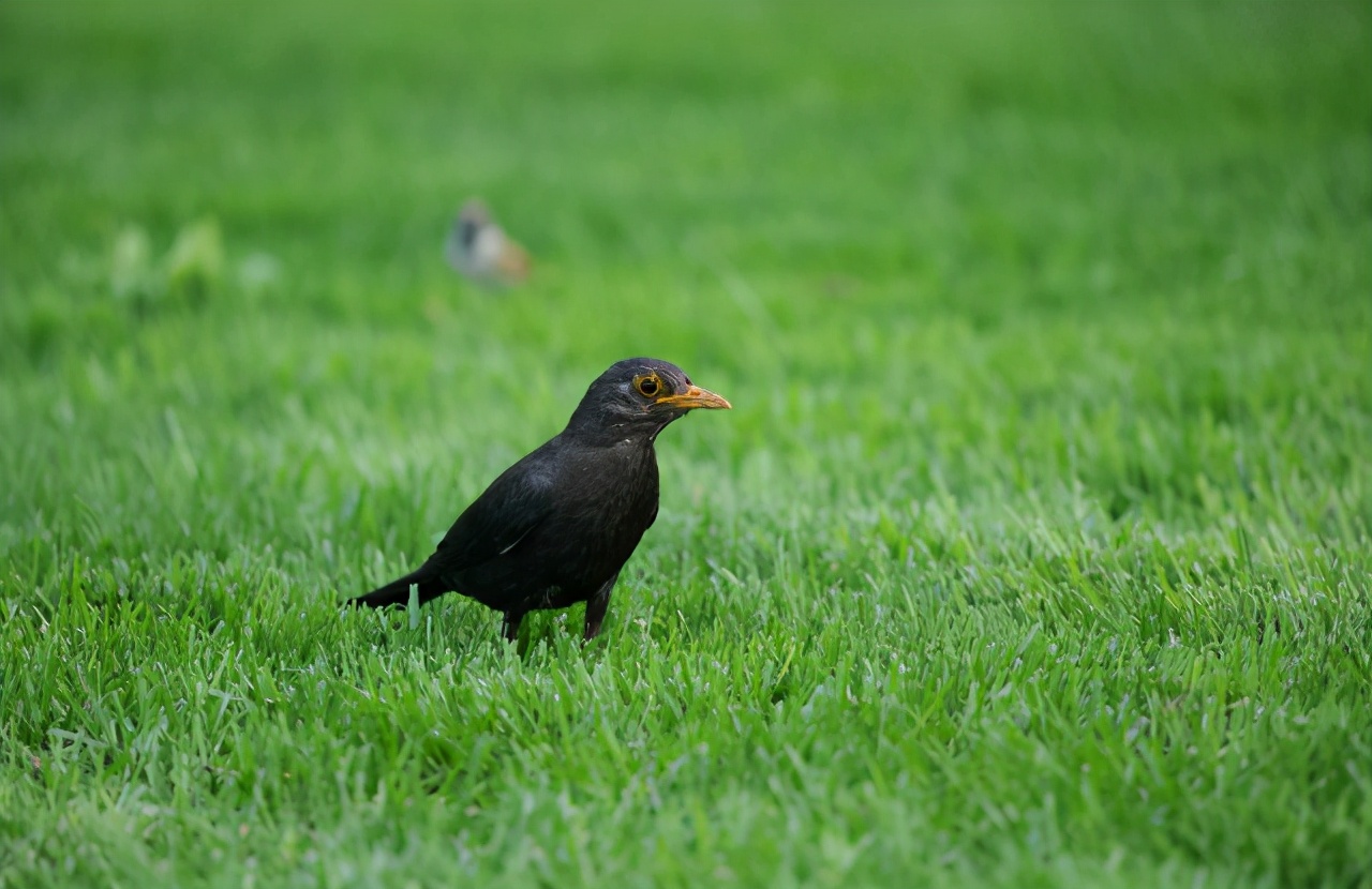 L鍗″彛闀跨劍闀滃ご,l鍗″彛70-300闀跨劍闀滃ご鎺ㄨ崘