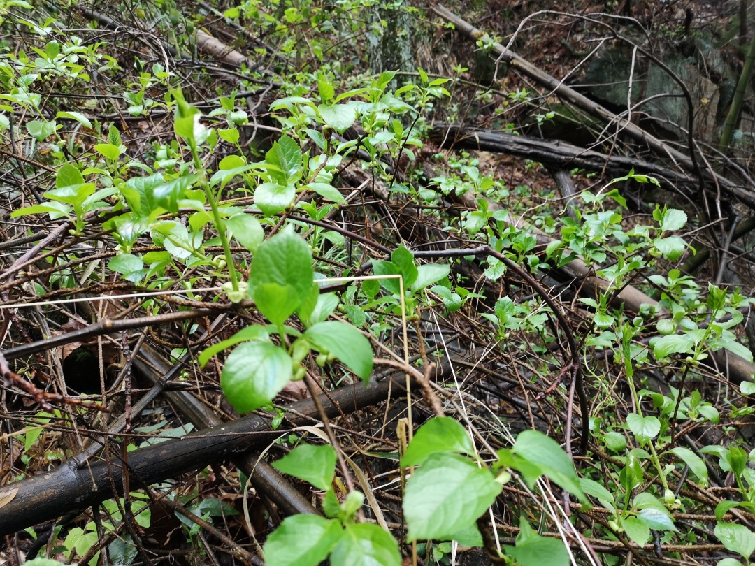 竹林深处探宝——只为了那一棵黄精