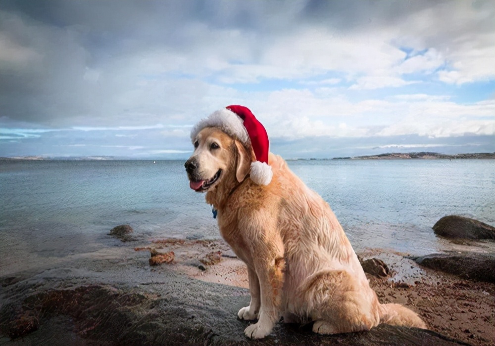 狗狗受凉打喷嚏呕吐,狗狗呕吐要怎么办最有效的方法