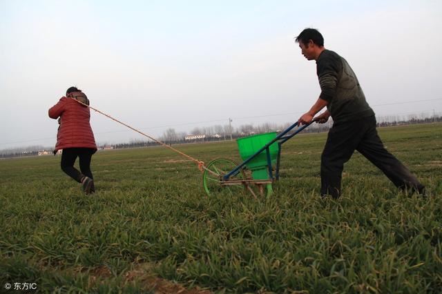 年后小麦追肥后不浇水能行吗,为什么现在追肥都不想用尿素了