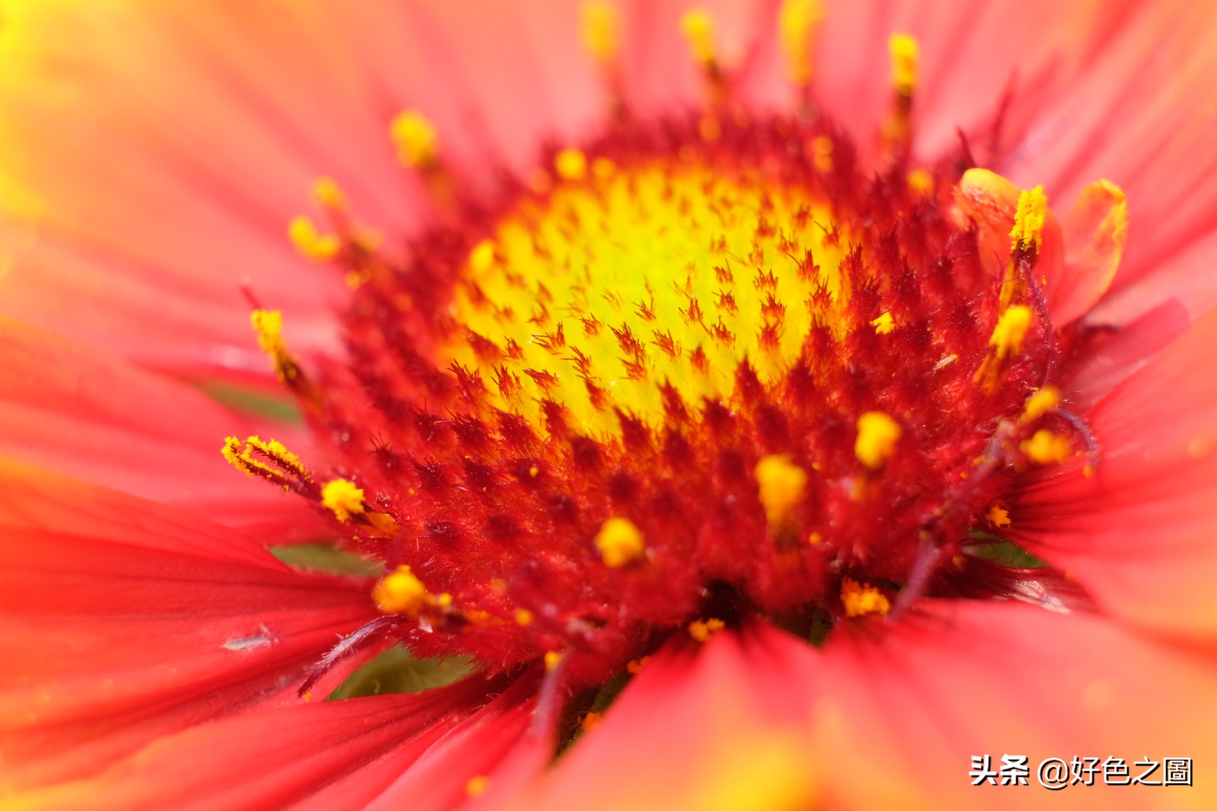 最好的微距拍摄方法,微距摄影环