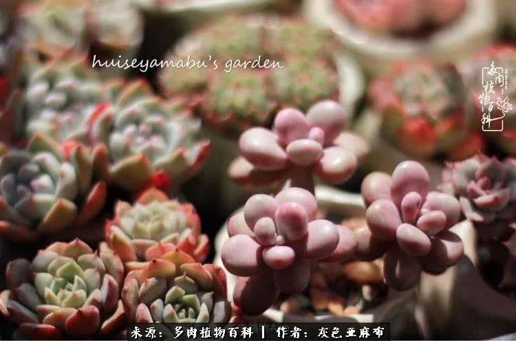 许我向你看,许我向你看演唱