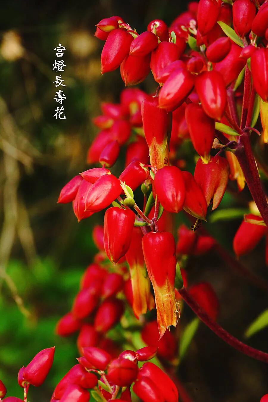 宫灯长寿花重瓣,小宫灯长寿花精品