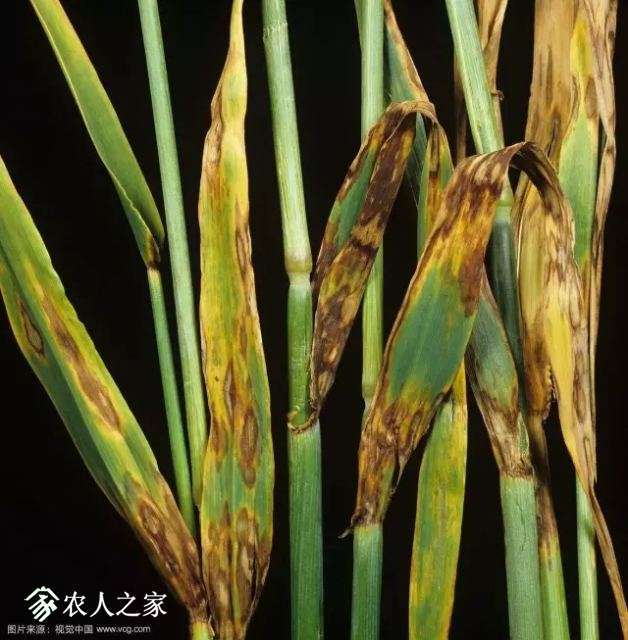 每日一课100个常识,真菌感染必备知识