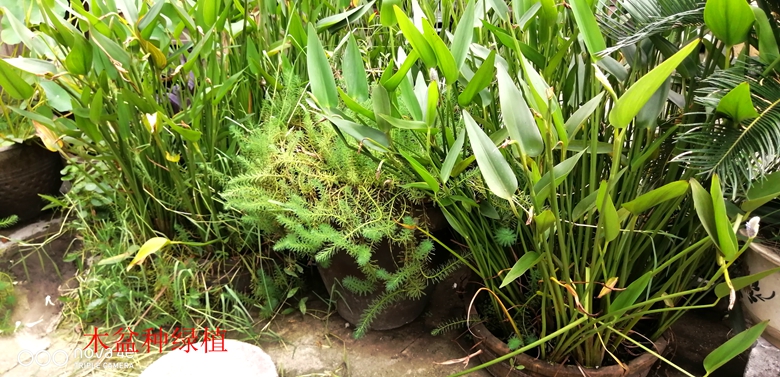 小容器种花草,别致花盆配什么花