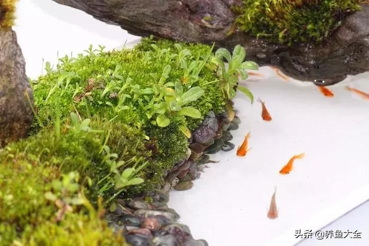 什么金鱼好养又好看,养哪种金鱼又好看又好养