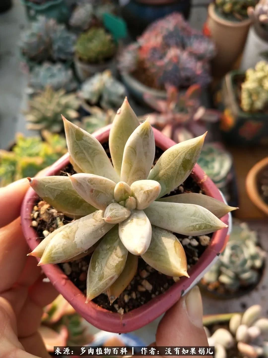 明人不说暗话，我为多肉而来！