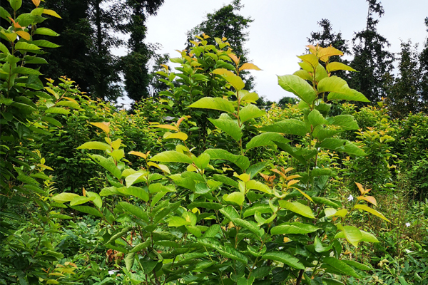 樱桃树枝叶发黄是什么原因,樱桃叶子缺铁