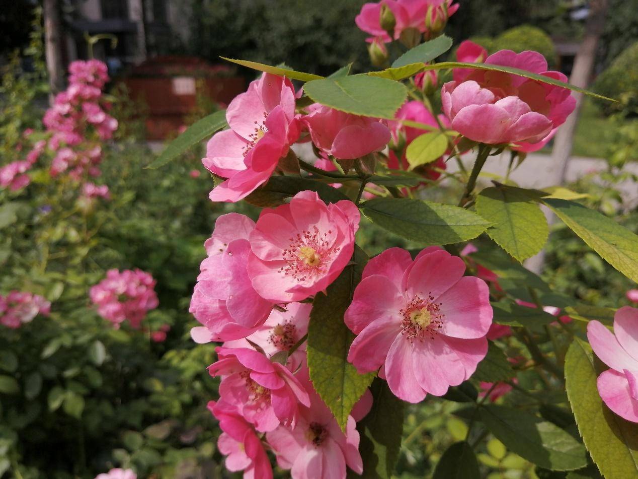 麦芒8拍照,广角三摄麦芒8