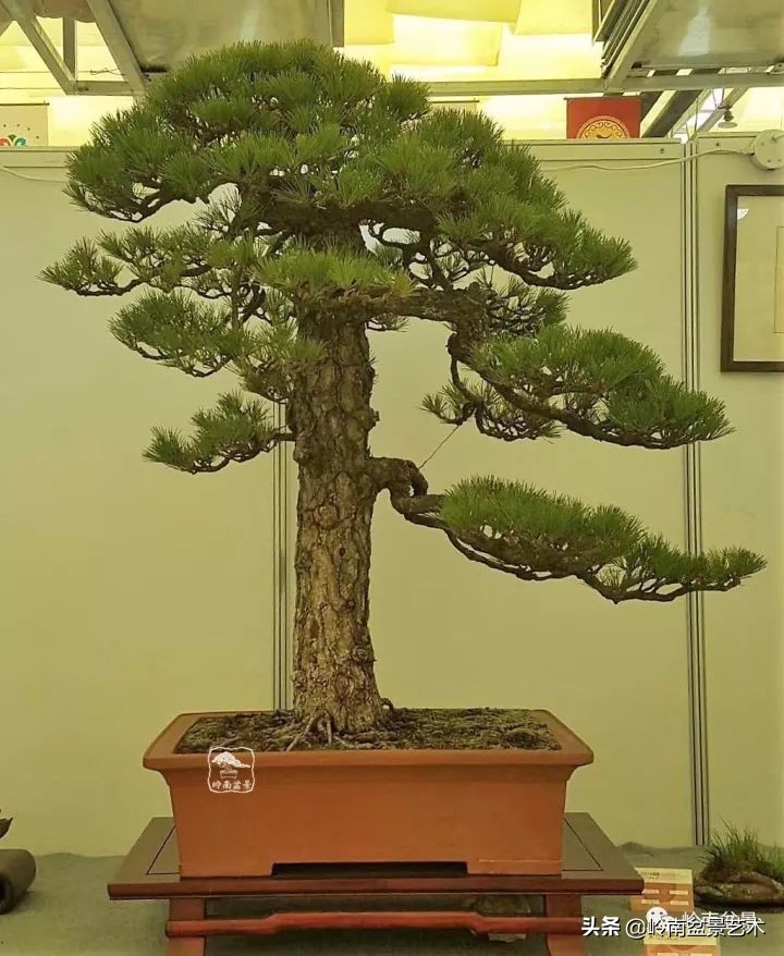 寒松纵老风骨在——赏松杂谈