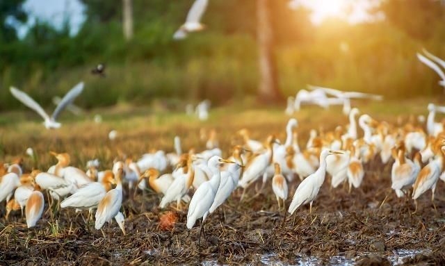 农业种植模式推荐,农业生态种养新模式助力乡村振兴