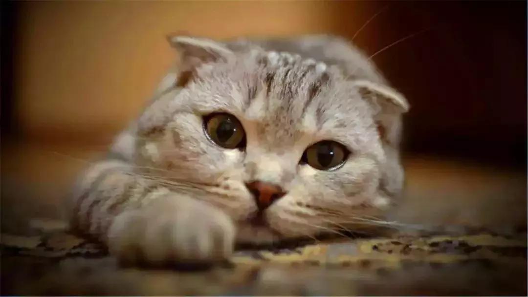 铲屎官教德牧技能,铲屎官怎样训练猫咪抓老鼠