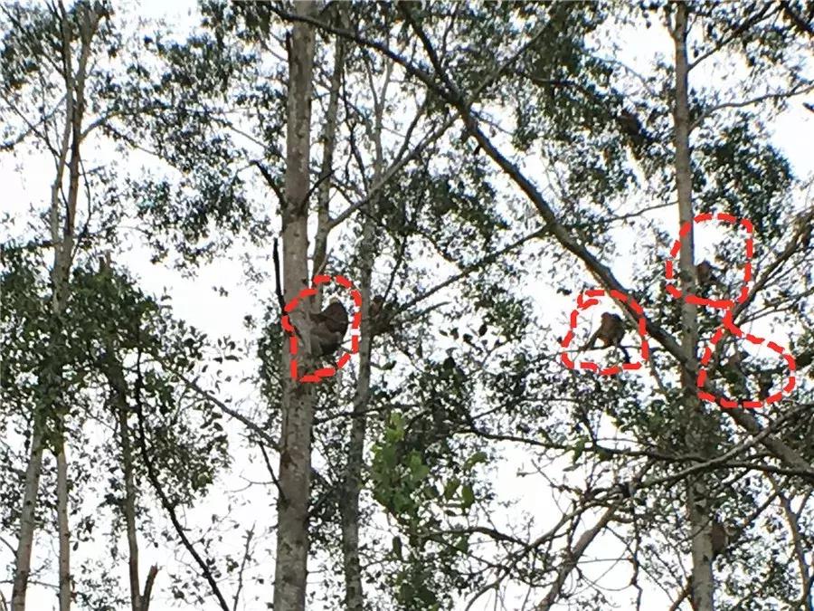 马来西亚适合游玩的岛,马来西亚阳光大海