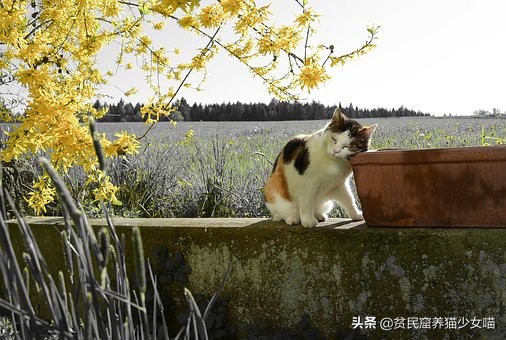 猫来穷狗来富有用吗,猫来穷狗来富真正的意义是什么