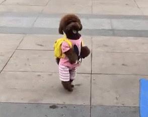 泰迪有点反常怎么回事,泰迪哪些动作说明生病