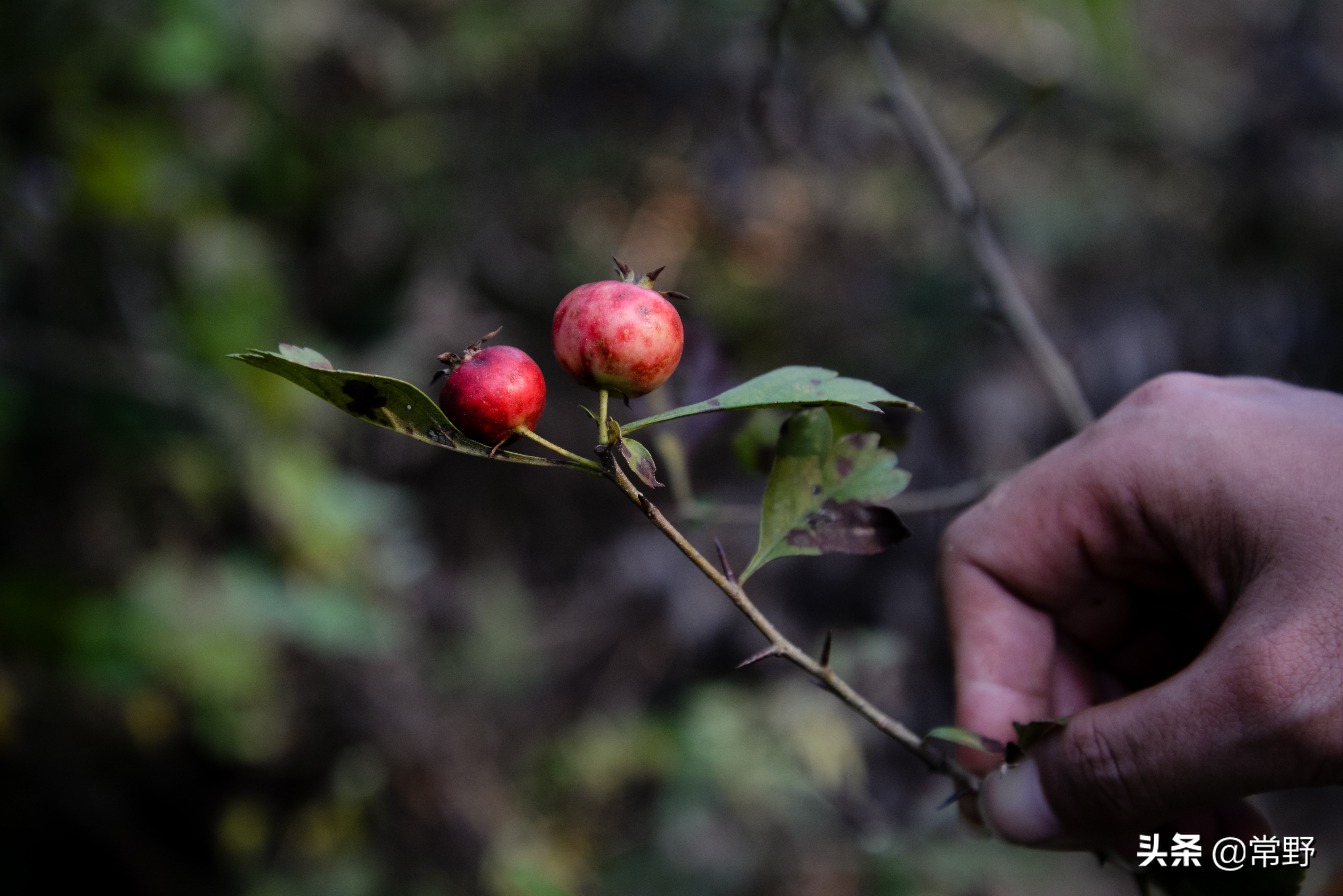 长沙谷山为什么叫谷山,长沙郊野公园