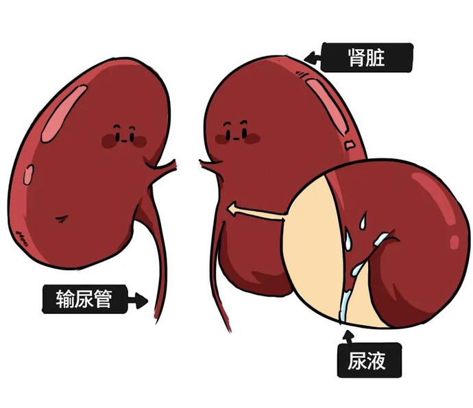 睡觉尿憋回去是怎么回事,憋回去的尿最终会从哪里排出来