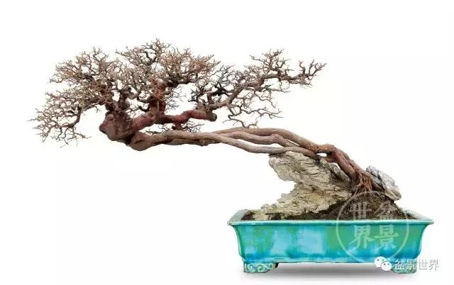 翠鸟根艺石头盆景艺术分享,奇形怪状极品根艺盆景图片