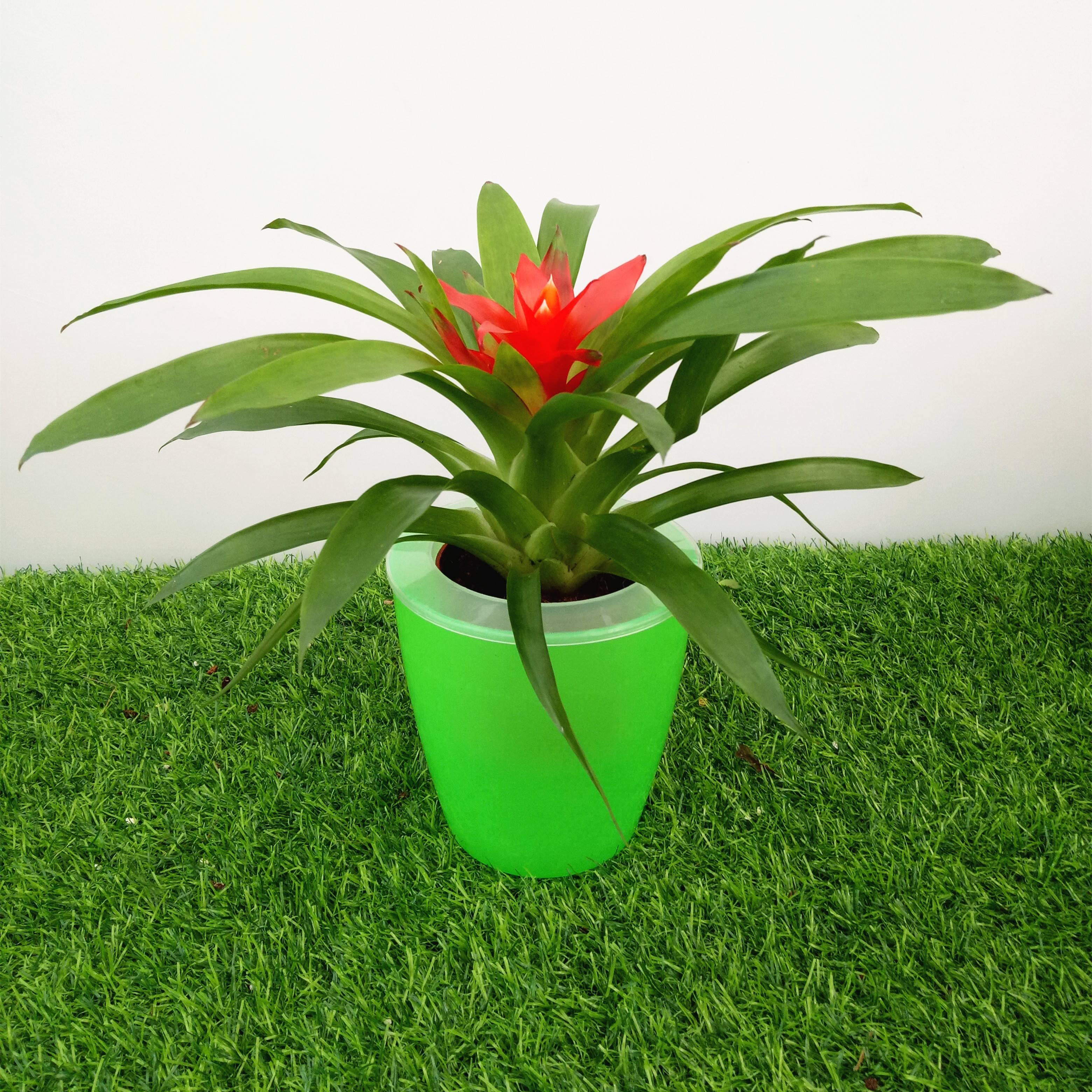 马蹄莲、茶花秋海棠、非洲紫罗兰、红星凤梨的养护方法