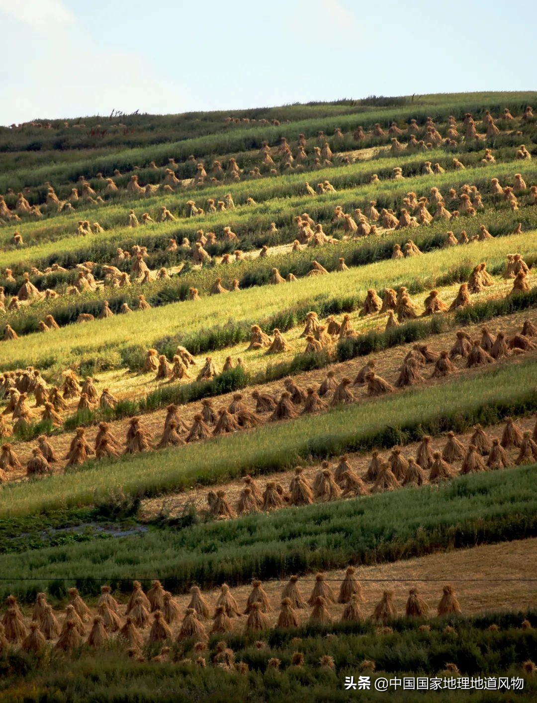 中国薯都地址在哪里,中国薯都为什么是定西