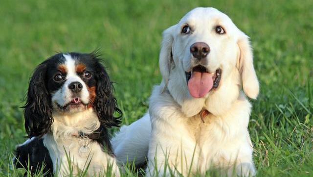 幼犬狗狗刚来胆小害怕怎么办,狗狗胆小怎么办见人就躲