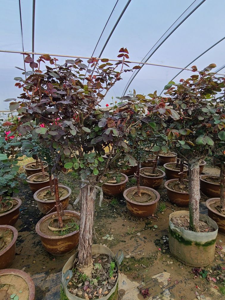 月季基地最美,常州最大月季基地