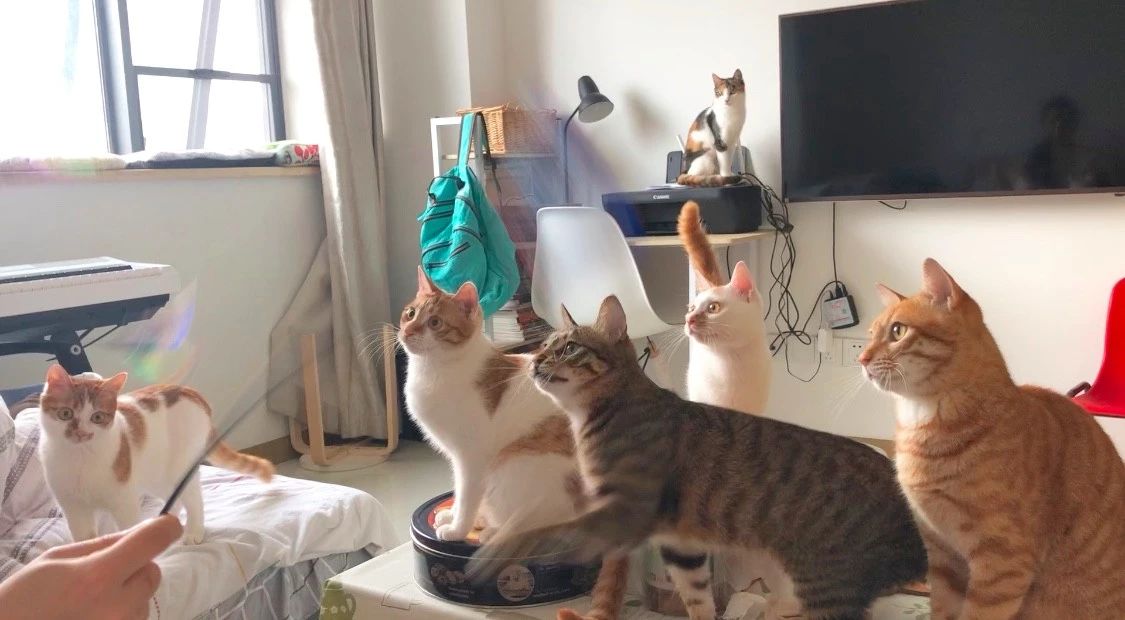 湿性猫传腹打441针治愈率多高,最可怕的猫咪是什么