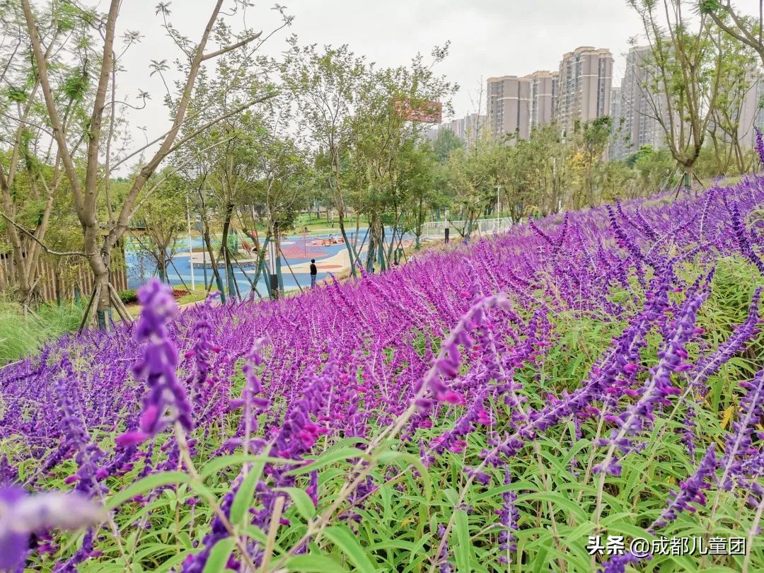 无滤镜公园随拍,无需加滤镜的公园