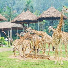 广州长隆野生动物世界的奇幻之旅,番禺长隆野生动物园1天旅游攻略