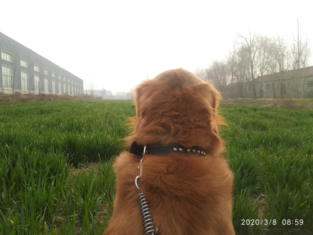 洋葱高产种植技术专家讲座视频,洋葱种植技术与管理专业