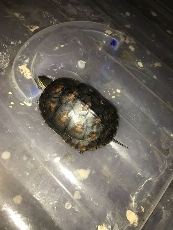 深水养龟溺水症状,乌龟溺水急救案例养龟必看