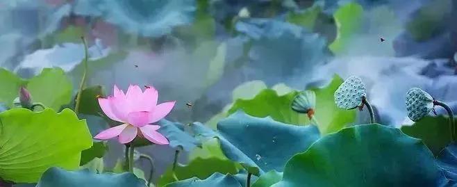 看图写话万能模板步骤,看图写话必考范文图片