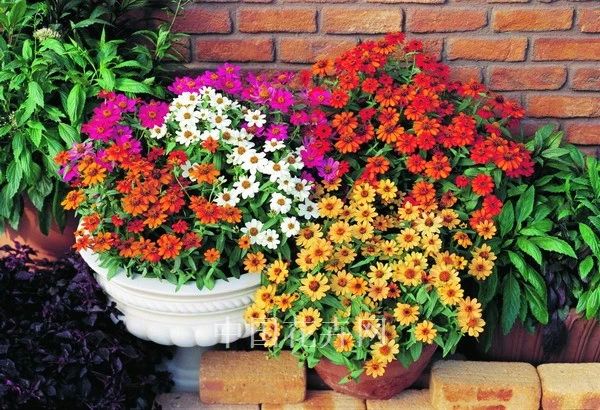 花突然蔫了？你家装修污染可能出问题了！