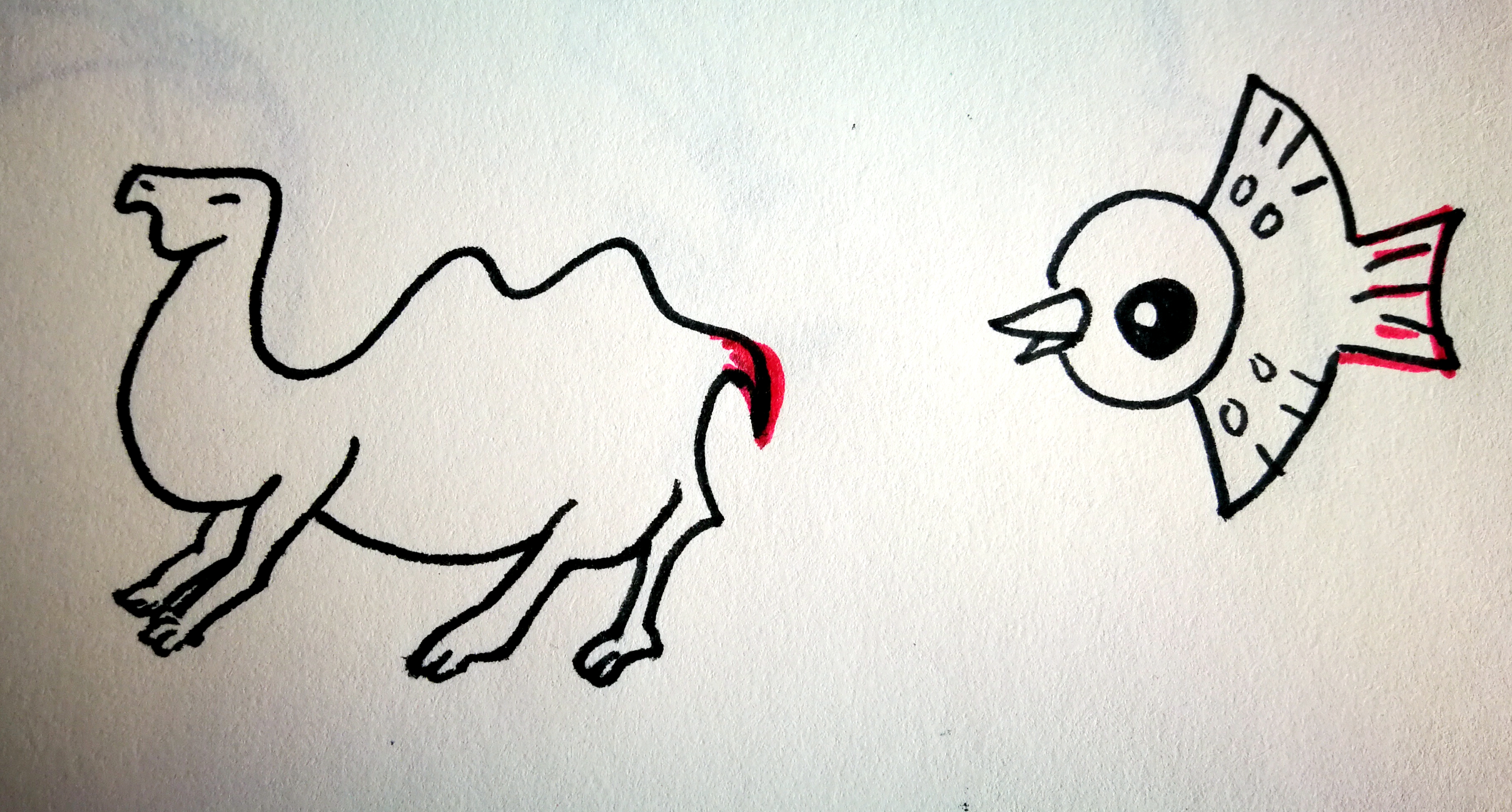 画一画你知道的小动物和本领,说一说画一画小绵羊的尾巴像什么