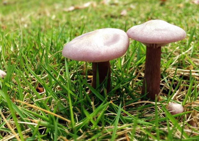 蘑菇菌包种植方法和步骤,稻草蘑菇菌包种植制作教程