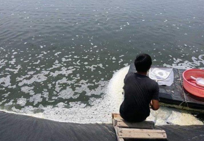 对虾在养殖中遇到的问题,对虾养殖池塘虫子多怎么办