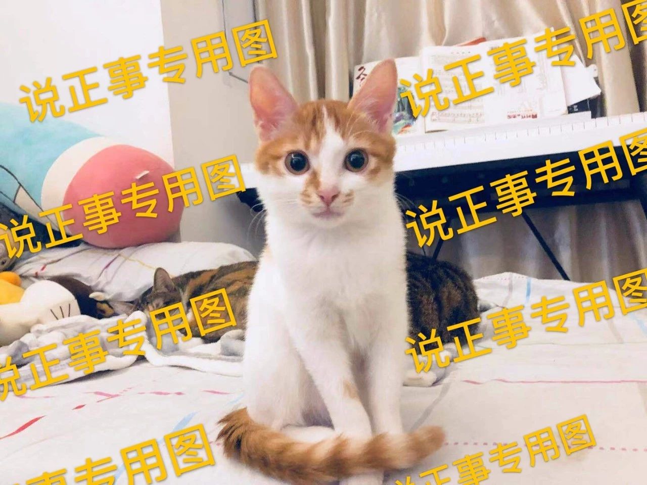 猫龄十年突然不吃猫粮,我家猫突然不爱吃鱼了