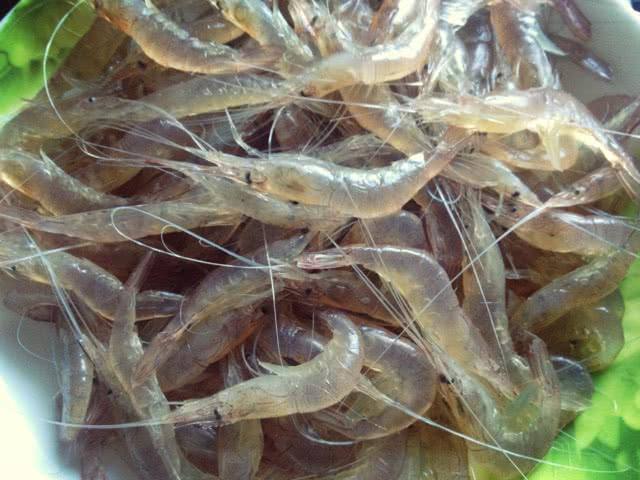 黄金米虾饲养教学,宽背黄金米虾饲养视频