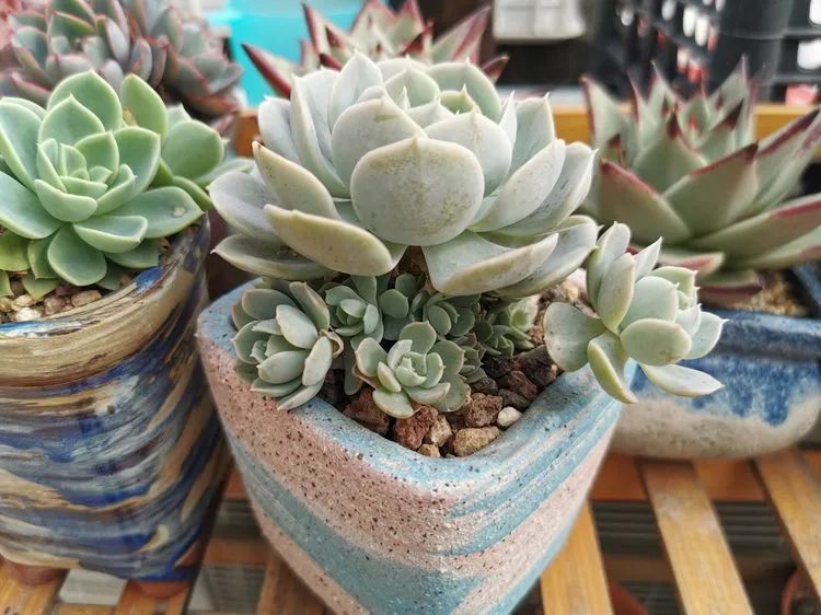 我和多肉,我与多肉