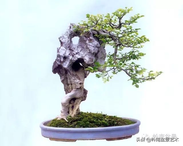 鎺㈡灊妞嶇墿,鎺㈡灊